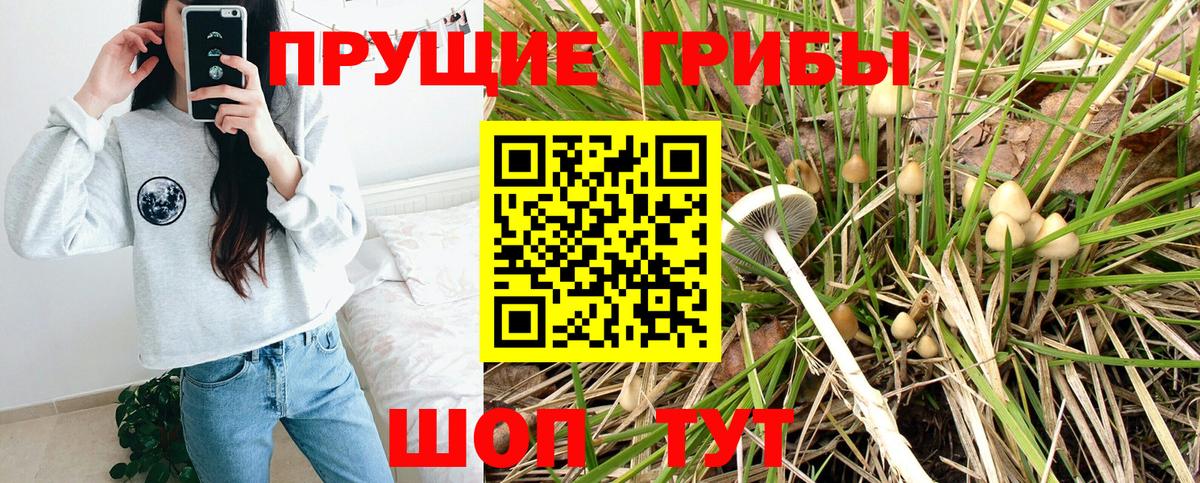 Галлюциногенные грибы Psilocybe Элиста